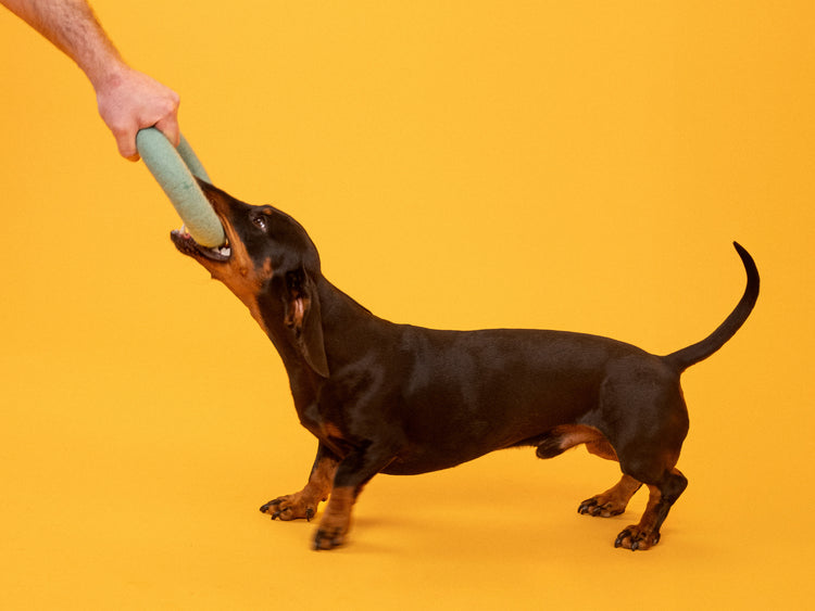 Bellissimo giocattolo per cani: anello