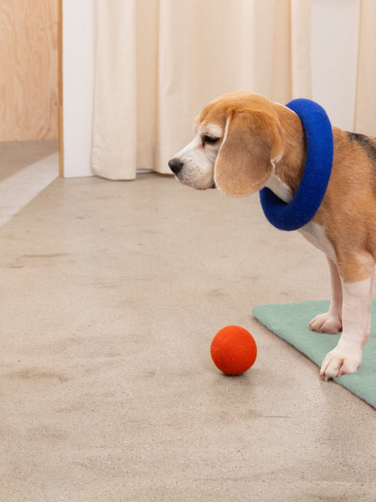 Bellissimo giocattolo per cani: anello