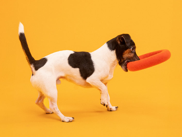 Giocattolo per cani Mats - anello