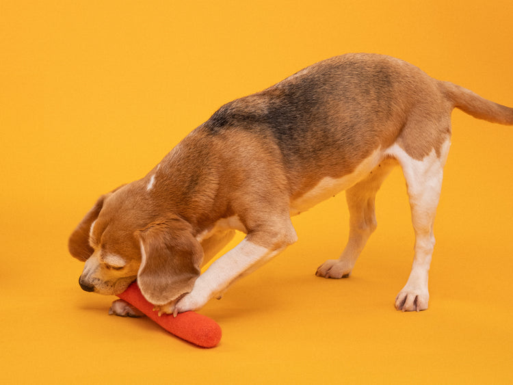 Isa giocattolo per cani: bastone